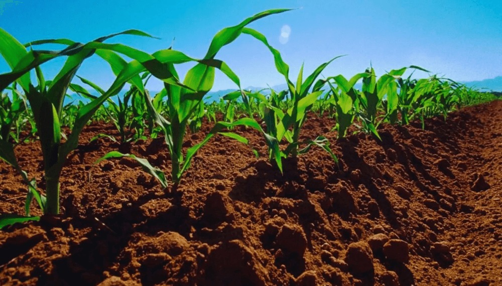Argentina frente al cambio climático: la agroindustria levanta su bandera verde rumbo a la COP 30