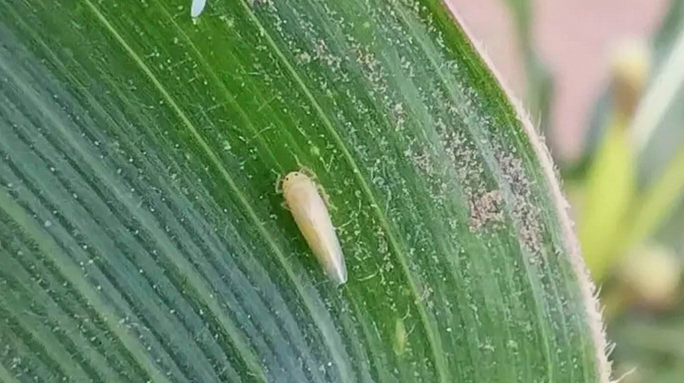 Ausencia de chicharrita de maíz predomina en regiones maiceras, reportan focos puntuales