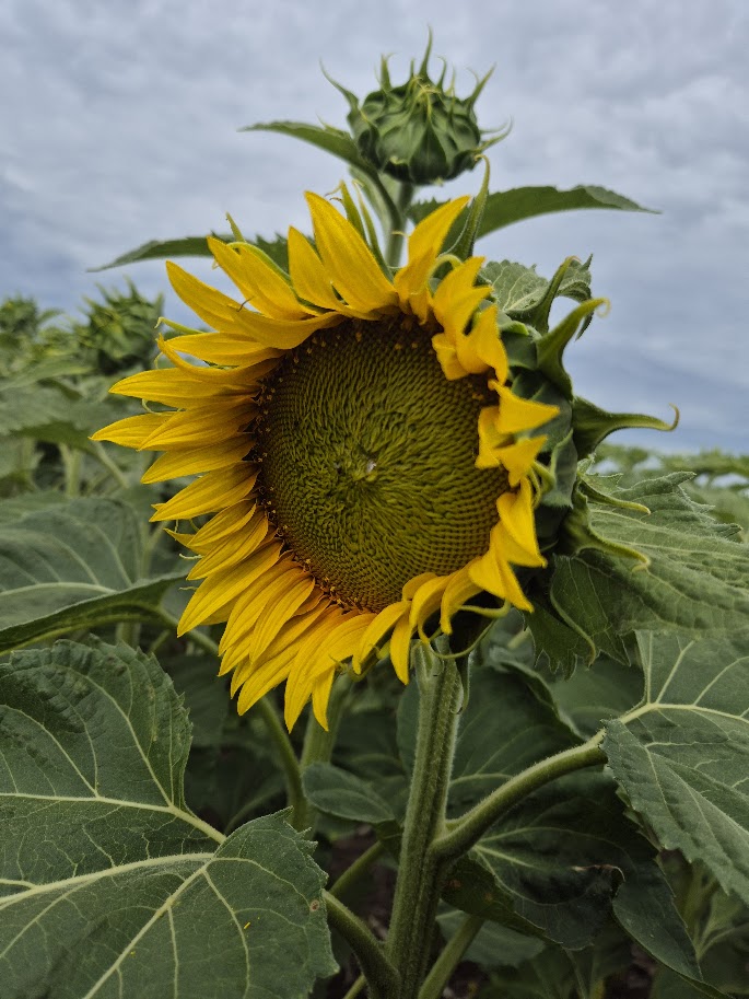 El girasol demostró ser la mejor decisión en los ambientes más restrictivos del sureste cordobés 