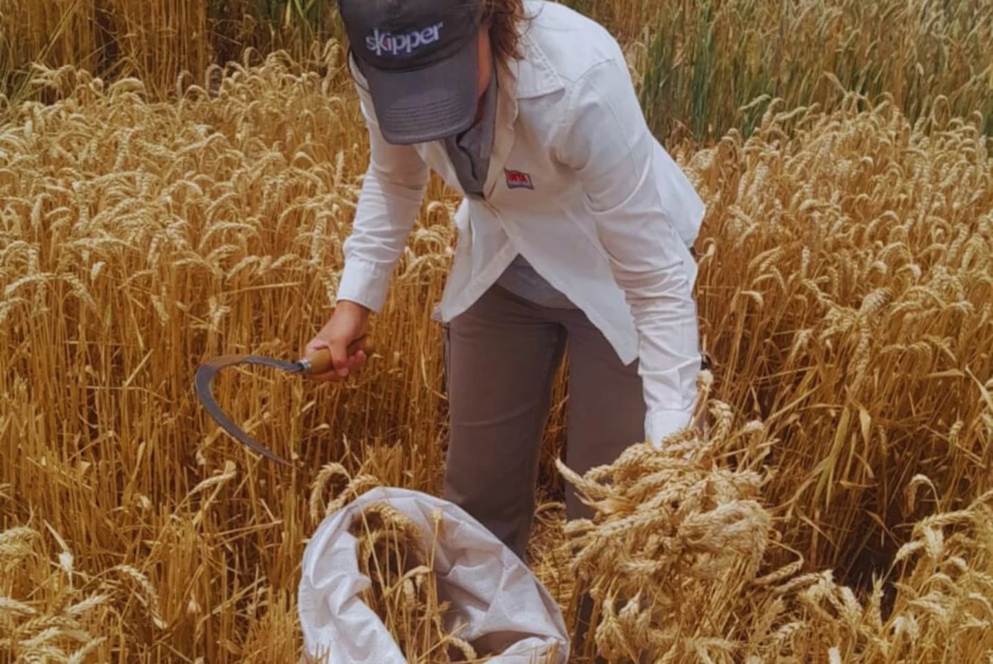 El informe del Inta Marcos Juárez sobre la cosecha récord de trigo genera debate sobre calidad industrial