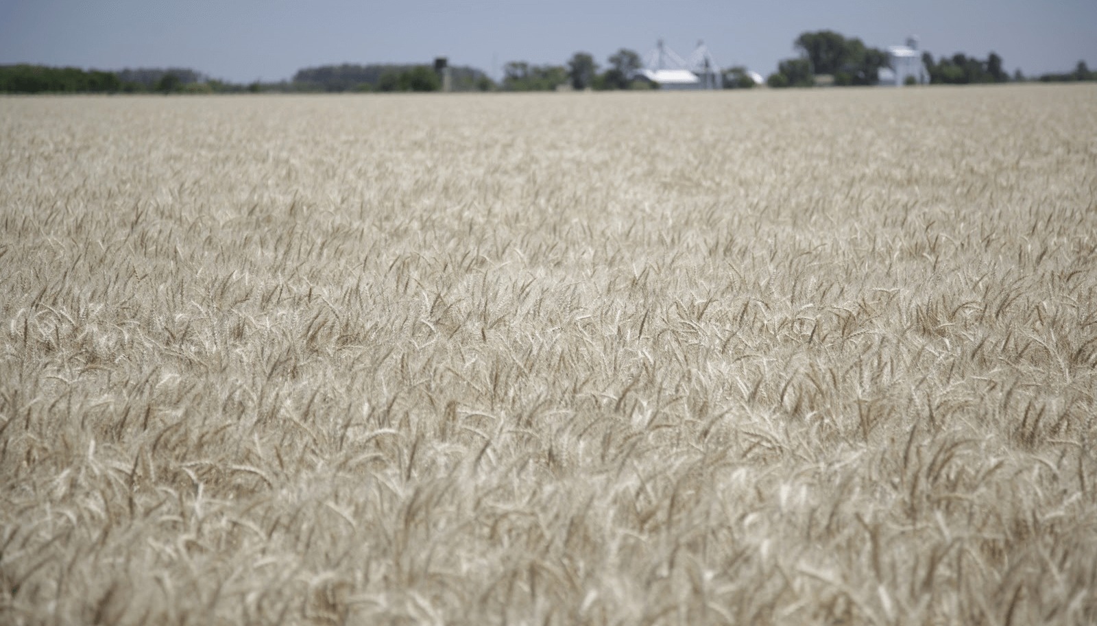 Argentina alcanza récord histórico con la cosecha de trigo 2025/26