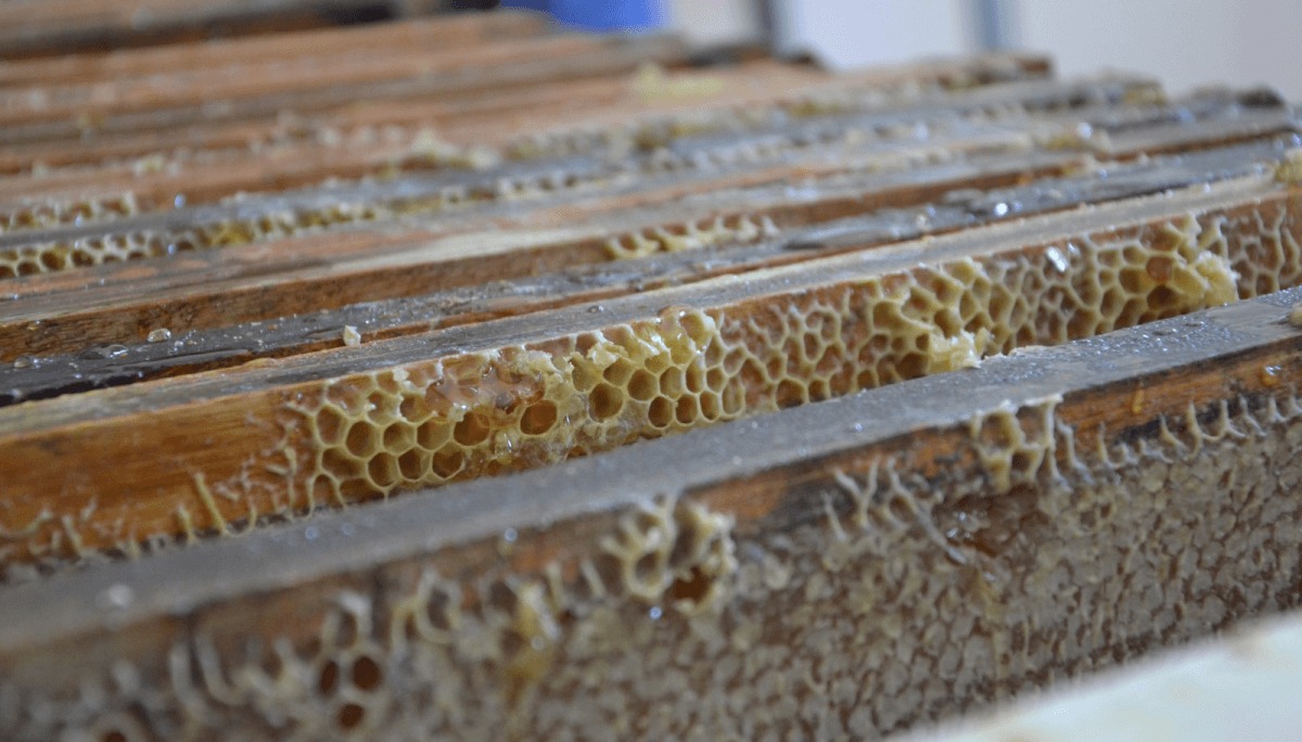 La apicultura cordobesa, a un clic: ya se puede ver dónde se extrae la miel