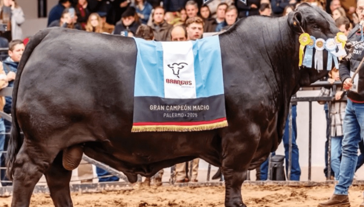 Dos toros cordobeses consagrados como el mejor Brangus del mundo
