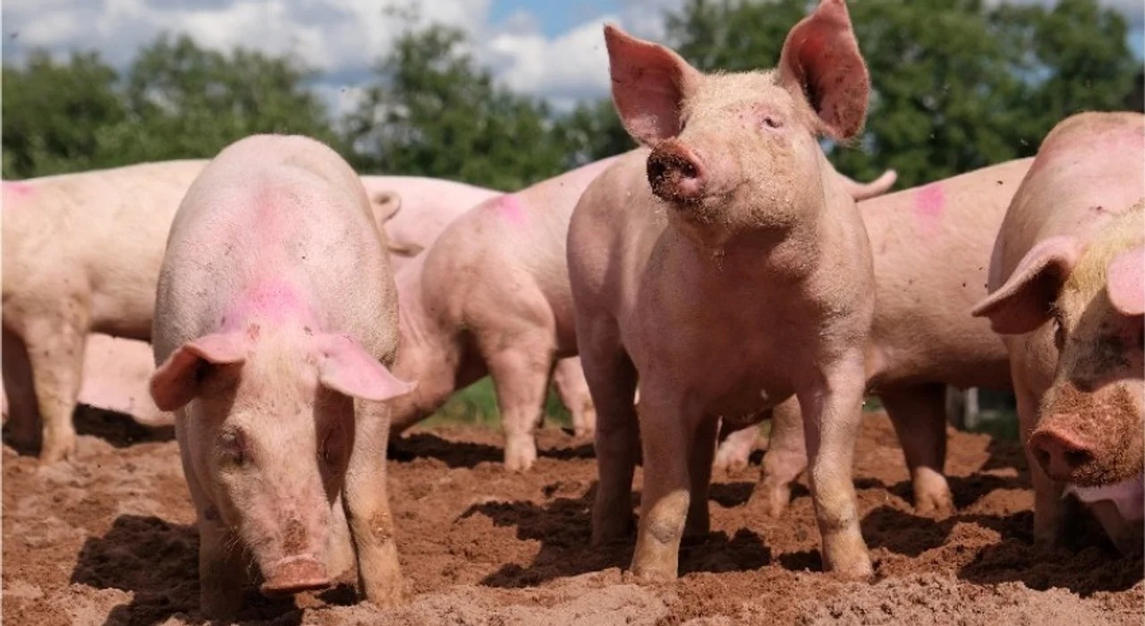 Polémica en Laboulaye: detectan triquinosis en cinco personas por comer salame no inspeccionado