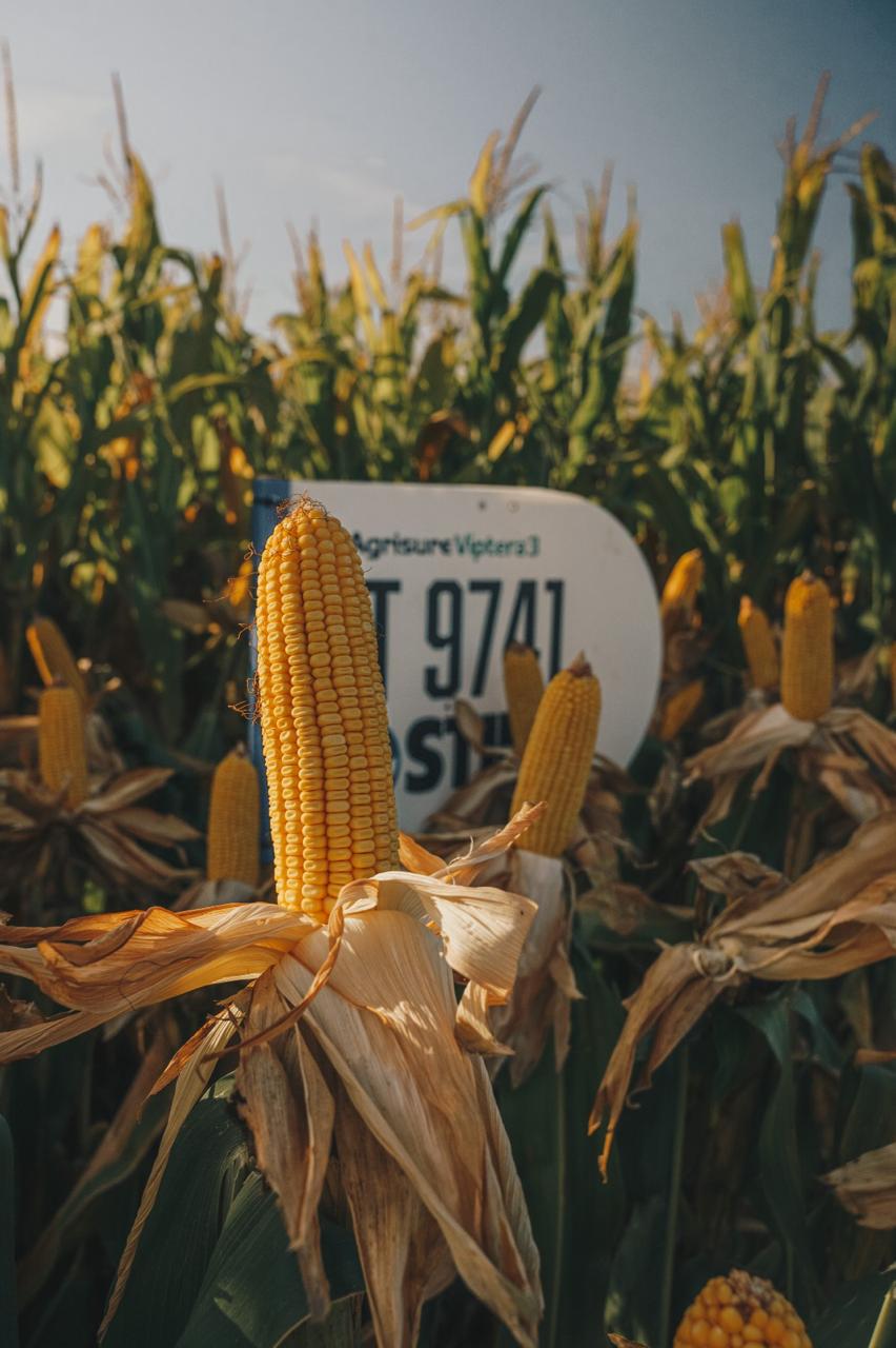 El maíz tardío se posiciona como alternativa prometedora en un año de lluvias y auge triguero