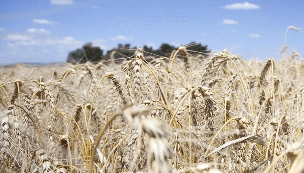 La campaña histórica de trigo con 27 millones de toneladas, pero la caída de precios alarma