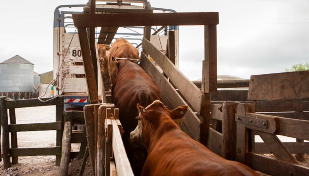 El 70% de los productores usa tecnología y el comercio digital de hacienda creció más del 40%
