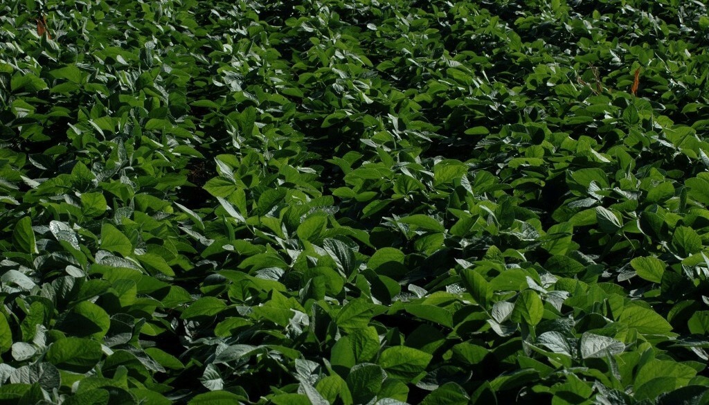 La soja avanza con buena calidad de semilla en la campaña 2025/26