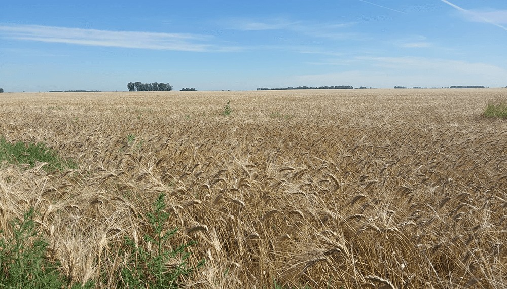 Récord histórico en Buenos Aires: La Bolsa de cereales anuncia 5,4 Millones de toneladas de cebada