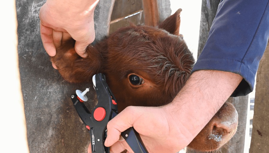 Problemas en la implementación de la trazabilidad electrónica