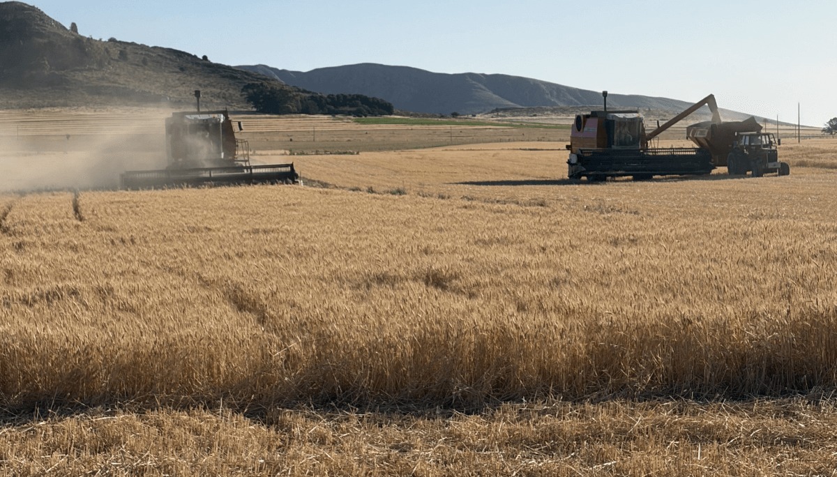 Argentina logra cosecha récord de trigo con rendimientos históricos de 27,8 Mt