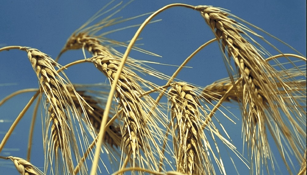Trigo en Córdoba: Alta producción, baja calidad comercial con la proteína y el gluten como principales facctores de descuento