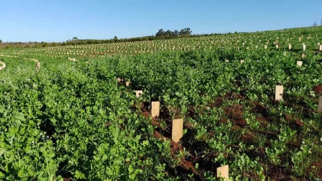 Crisis en el sector yerbatero del NEA: precios bajan y aumenta la sobreoferta