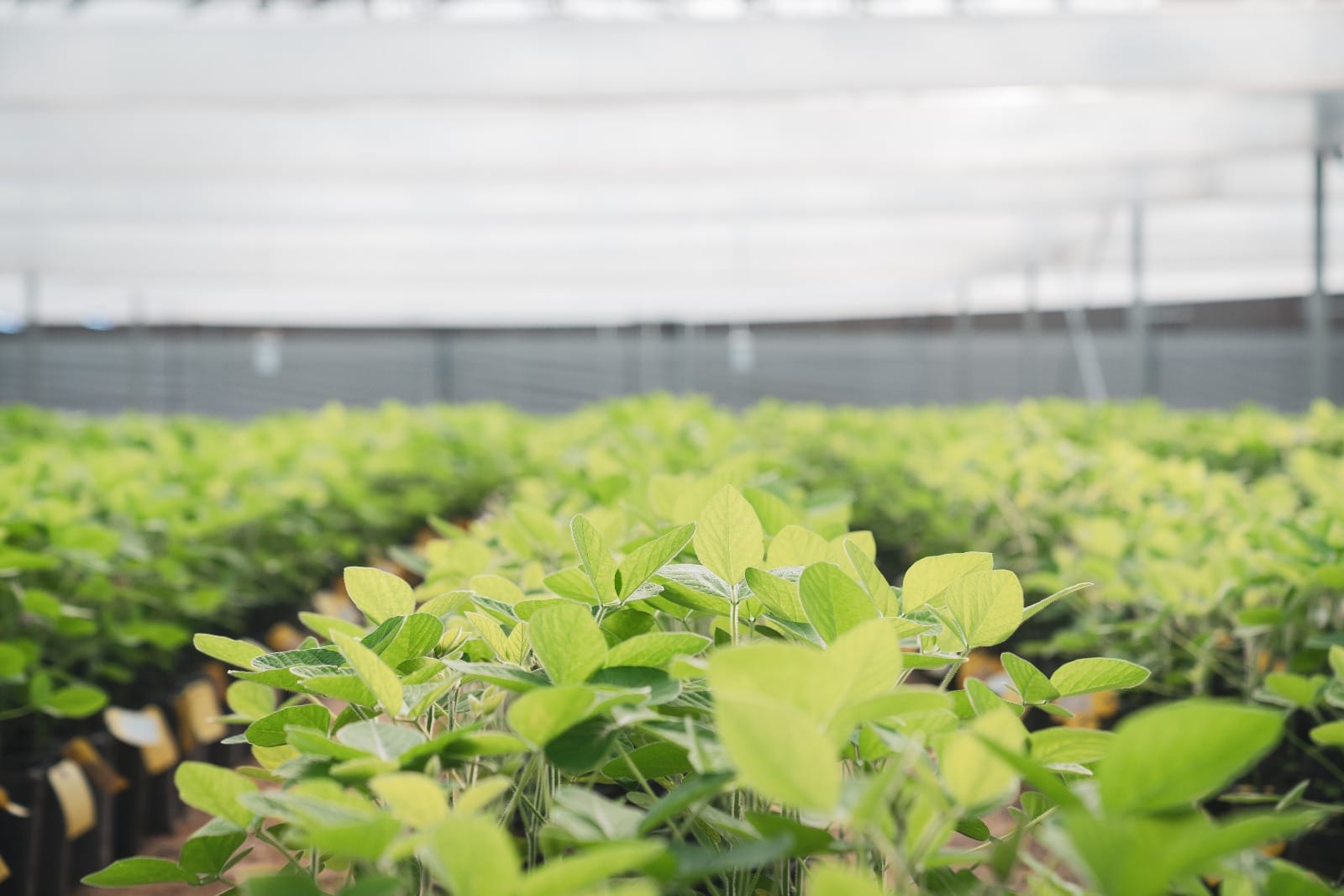 DONMARIO MÁS 2026: Cinco lanzamientos estratégicos y claves de manejo para 