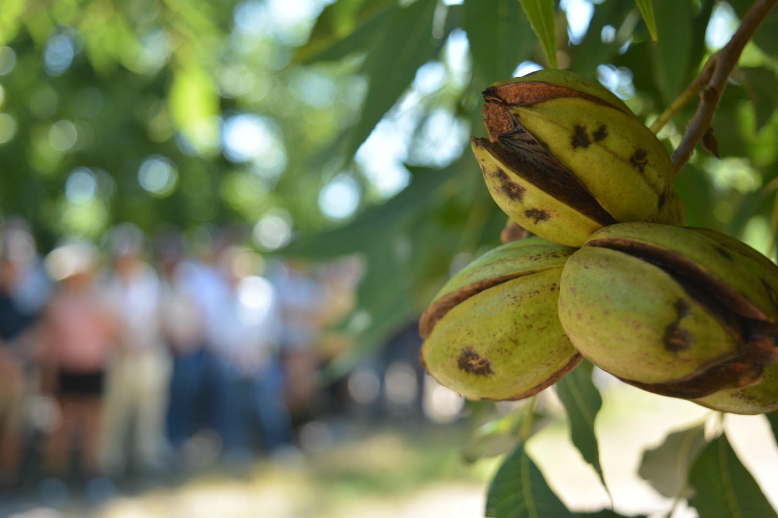 La nuez que pide paciencia: el cultivo que está cambiando el mapa productivo argentino