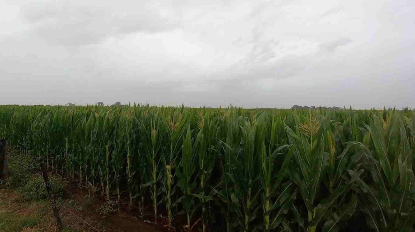 Las lluvias de Carnaval trajeron un alivio parcial a la región núcleo agrícola