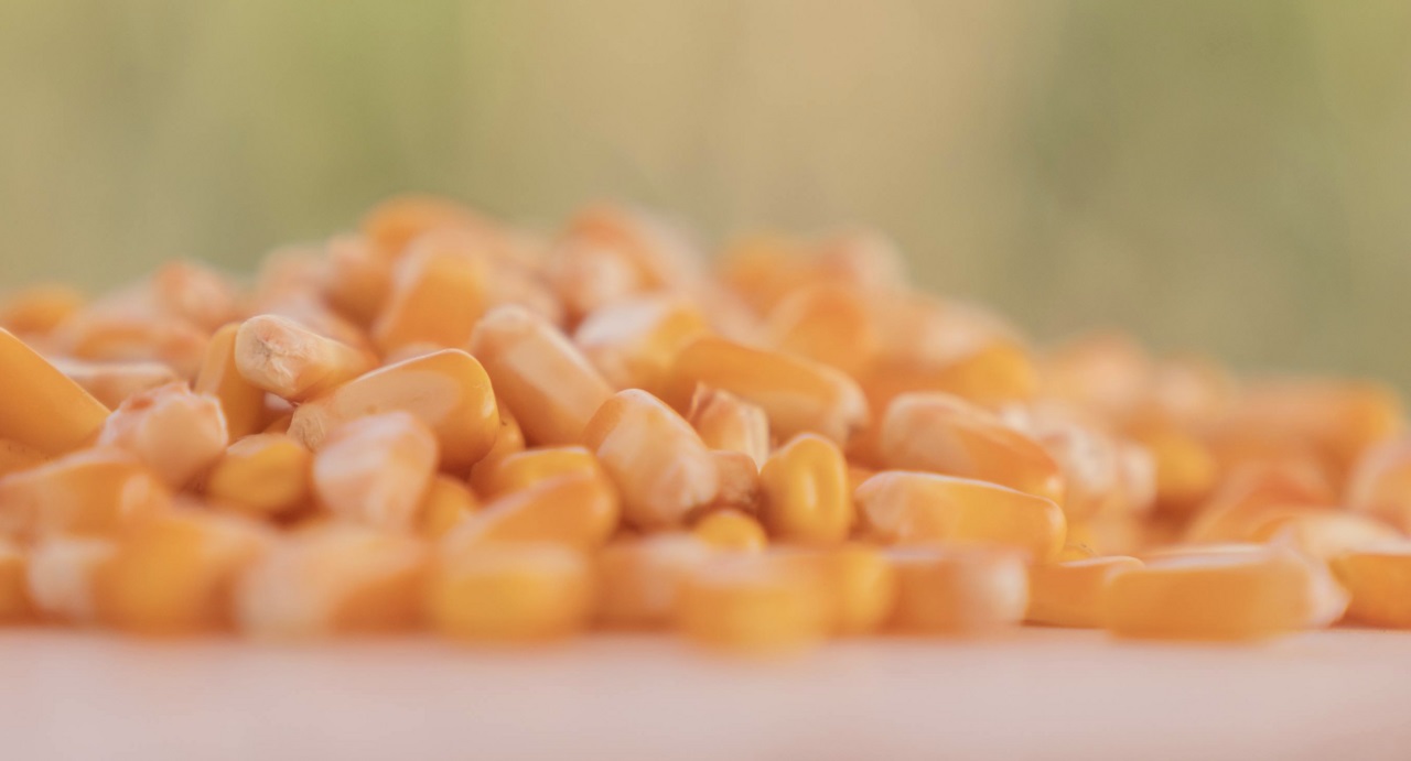 Innovación maicera en Expoagro para llevar los rendimientos al máximo nivel 