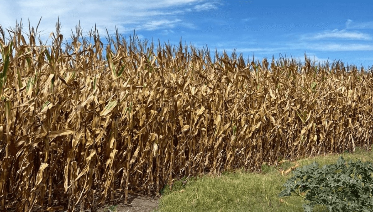 Maiz temprano: Marcos Juárez con grandes brechas de rindes, 95 quintales de diferencia entre techos y pisos
