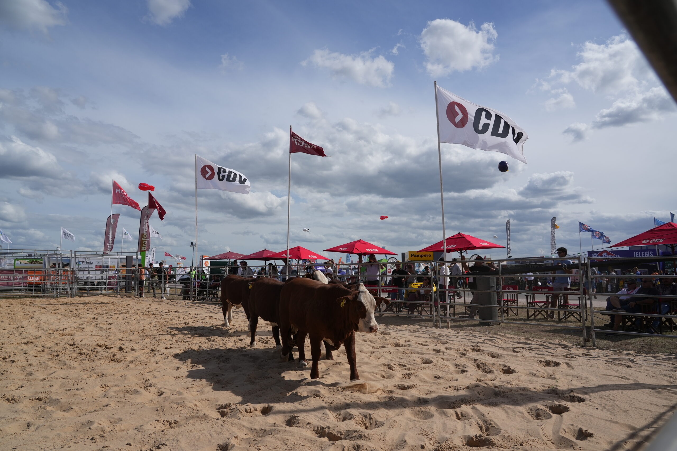 Braford arrancó en Expoagro con una charla sobre patrón racial y sanidad
