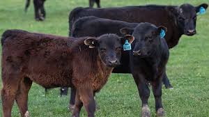 La Asociación Angus lanza un nuevo programa de certificación para terneras