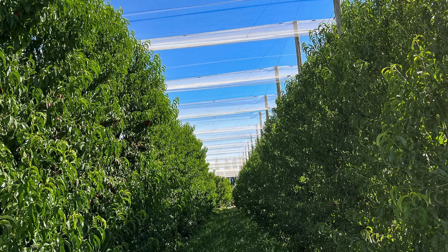 Granizo devastador golpea el Valle Medio de Río Negro