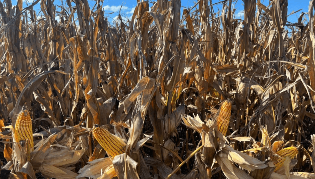 Maíz en alza: proyectan una cosecha récord de 64 millones de toneladas