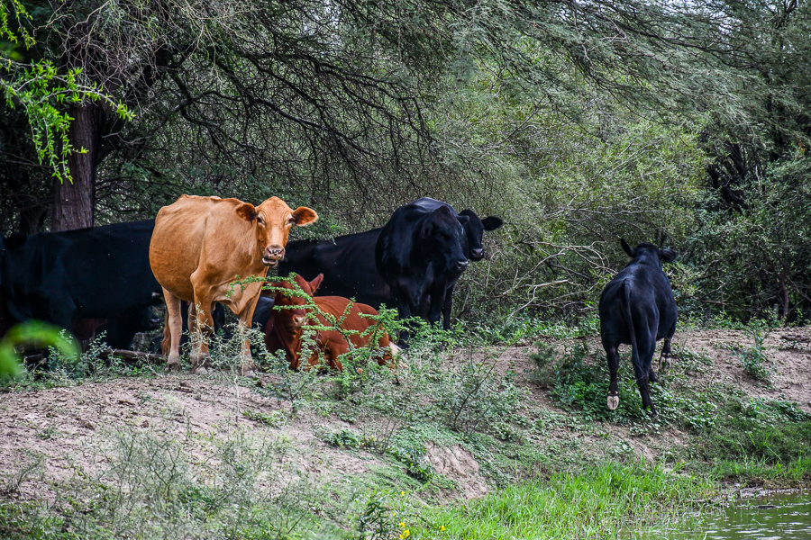 Córdoba impulsa el manejo sostenible de bosques a través de la ganadería integrada