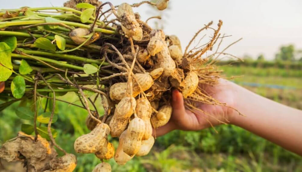 El maní no se suma al año récord del agro: se estima una caída del 31% en la cosecha