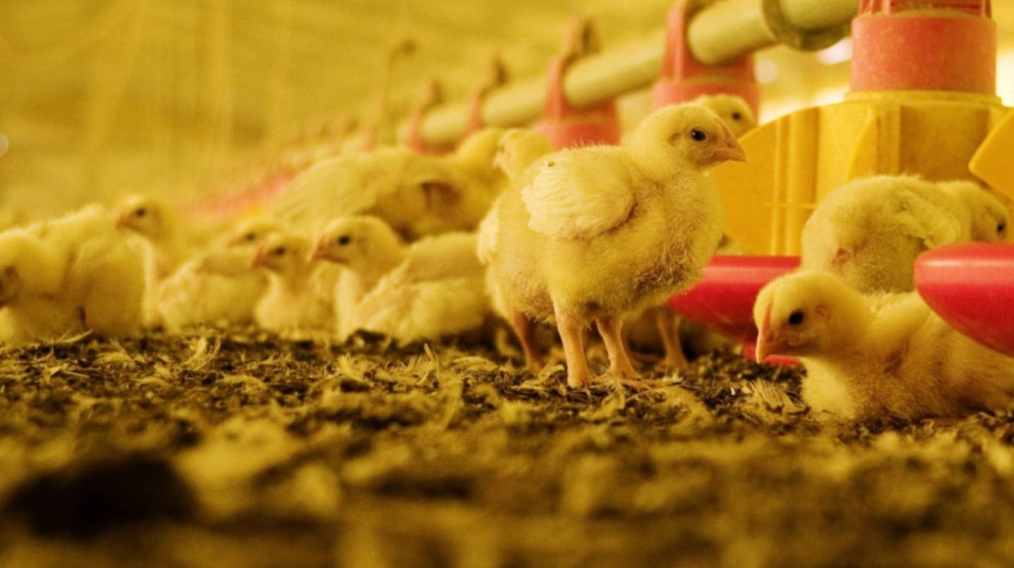 Argentina recupera el estatus libre de influenza aviar y reabre las exportaciones de pollo
