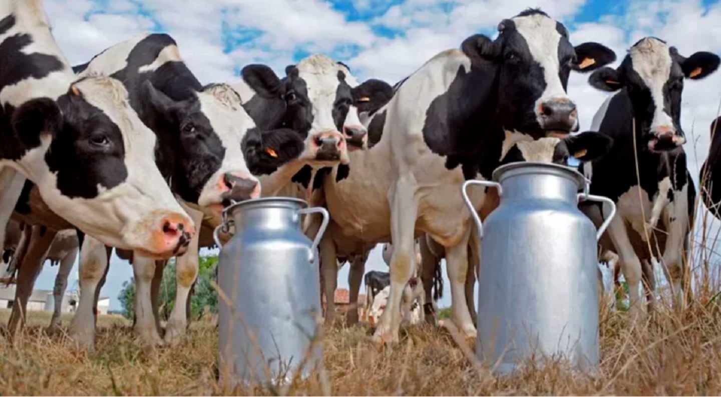 La lechería pierde tambos pero aumenta la escala: más vacas por unidad productiva