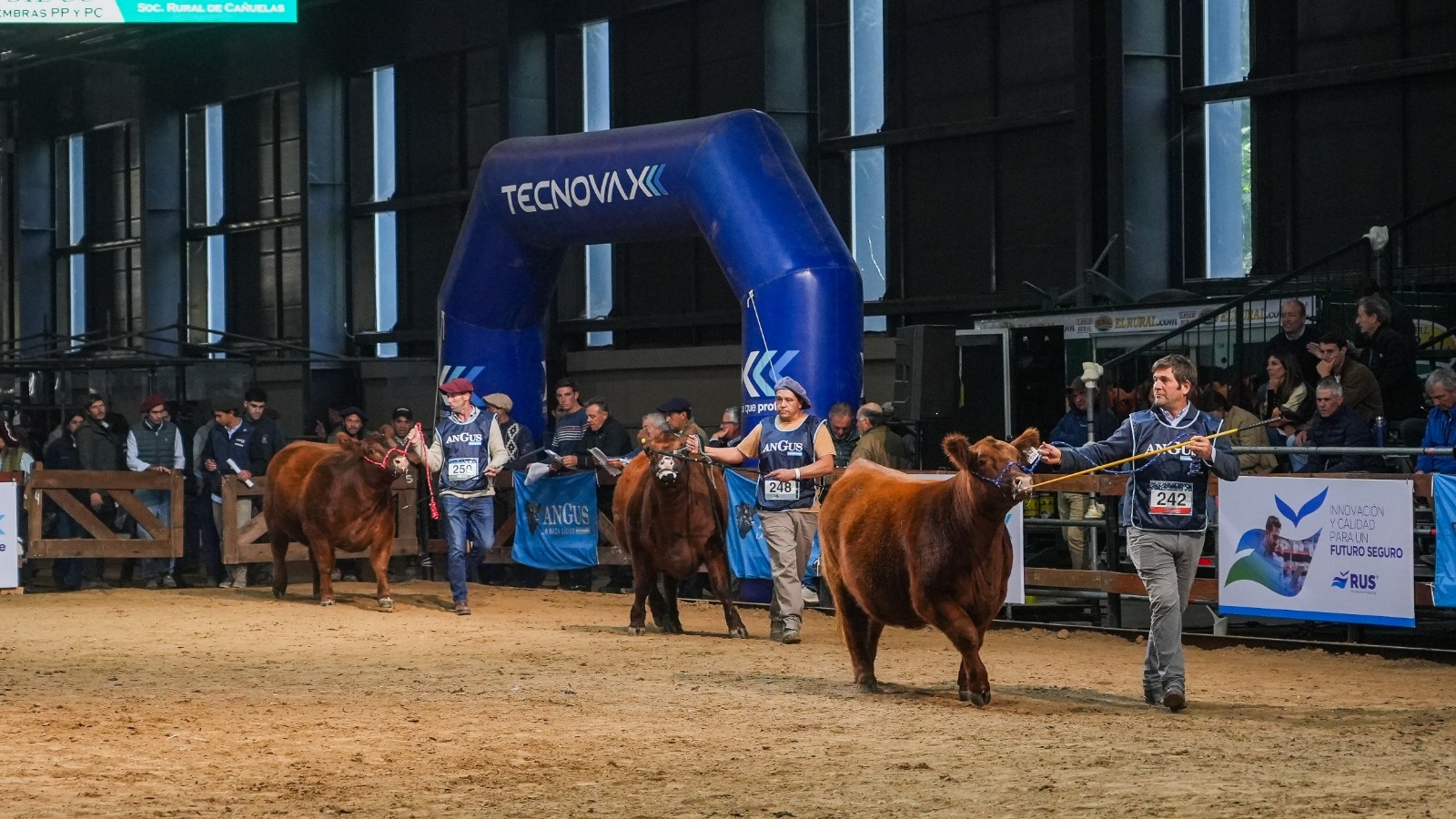 La Expo Angus de Otoño 2026 se prepara para un crecimiento sin precedentes