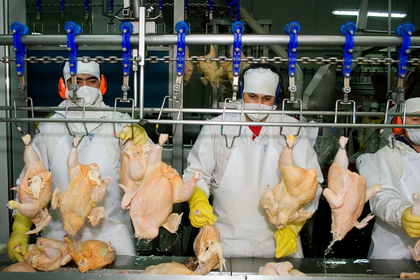 La carne de pollo se consolida en la dieta argentina