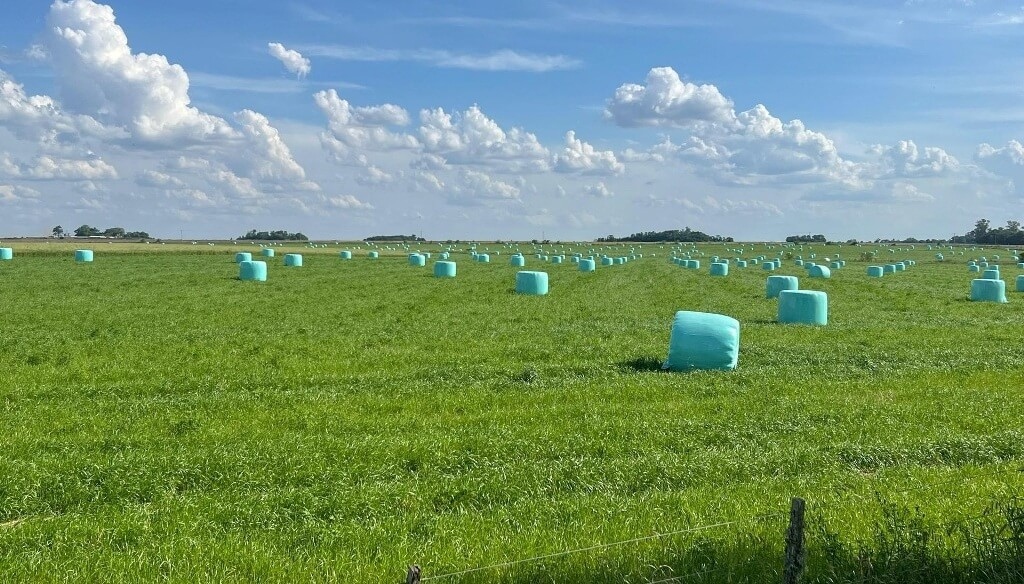 La alfalfa, protagonista silenciosa del boom agroexportador