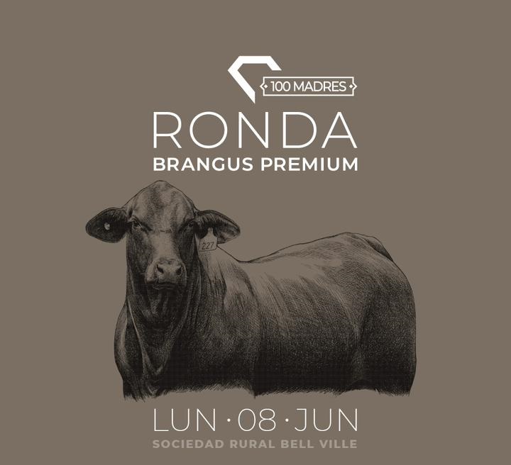 Remate histórico de Cabaña La Sultana: 100 vientres Brangus premium salen a la venta ellunes 8 en Bell Ville