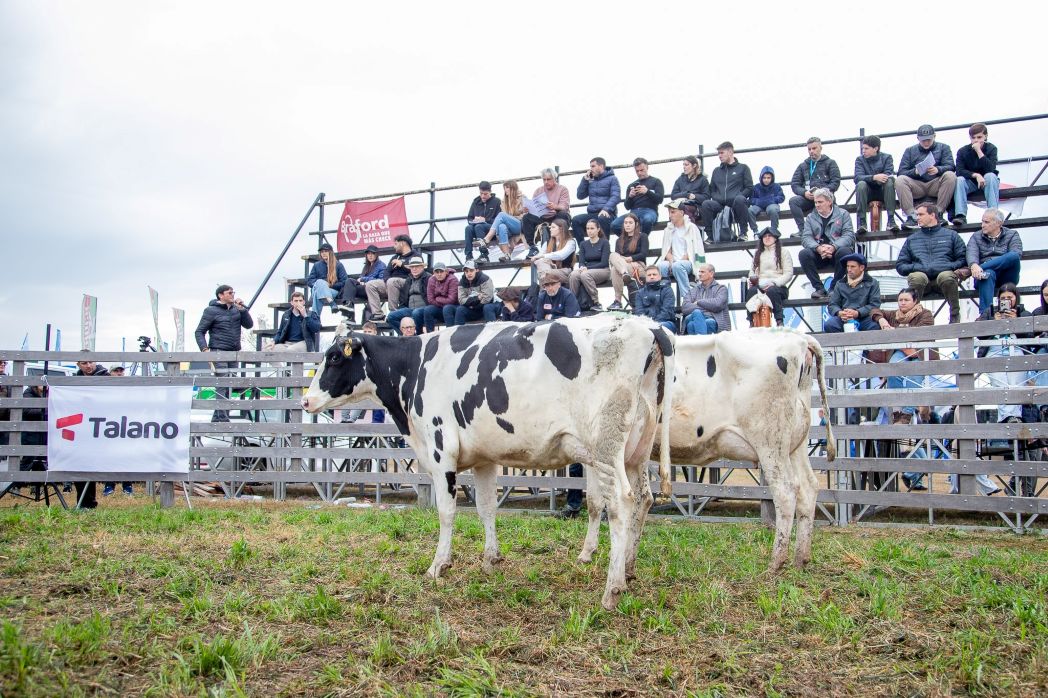 Holando Argentino pisó fuerte en AgroActiva: venta total y genética lechera de alto nivel