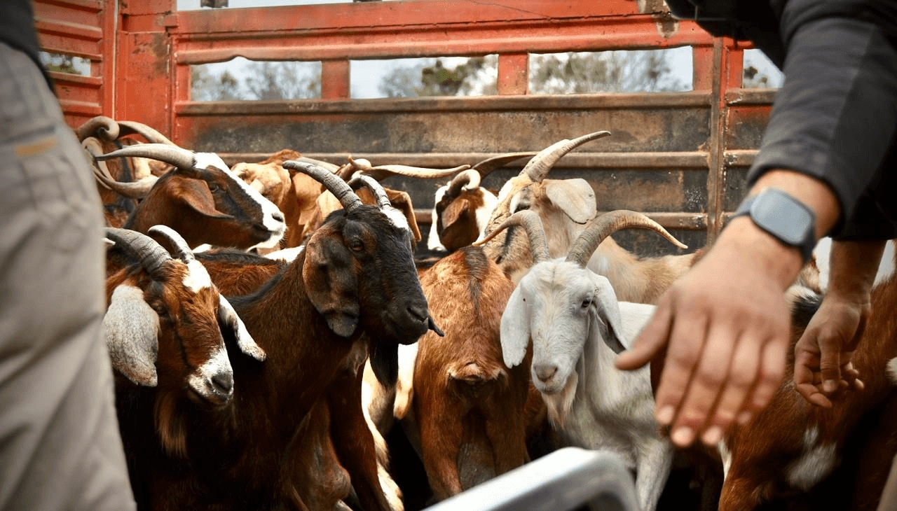 La carne de chivos y cabras de El Impenetrable comienza a viajar a Asia y Africa