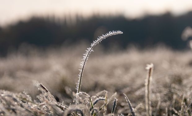 Advierten a los productores por la llegada de fuertes heladas y anuncian temperaturas de -6°C