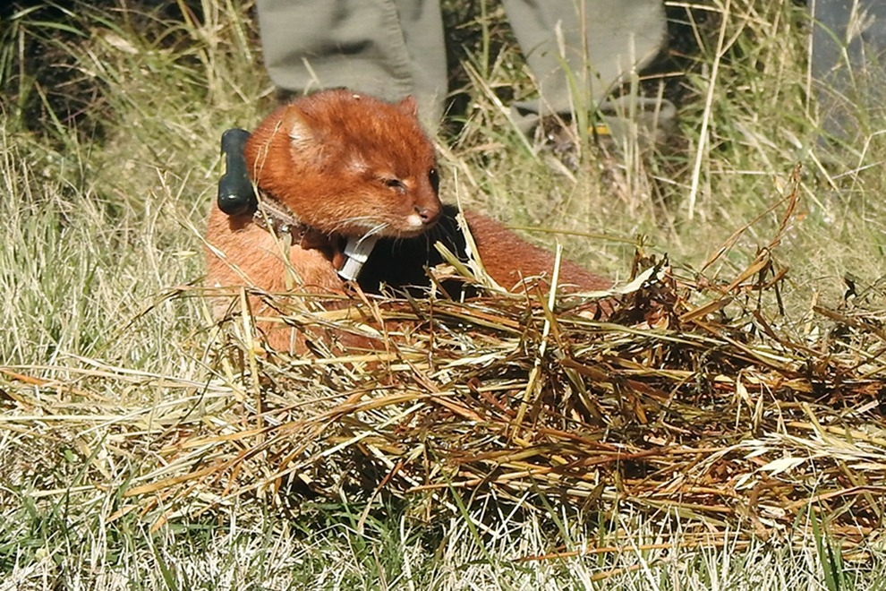 Histórico avance para la fauna cordobesa: liberan un yaguarundí con rastreo satelital por primera vez