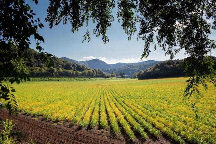 Mientras el campo local sufre, Francia anuncia un plan millonario para salvar a sus productores.