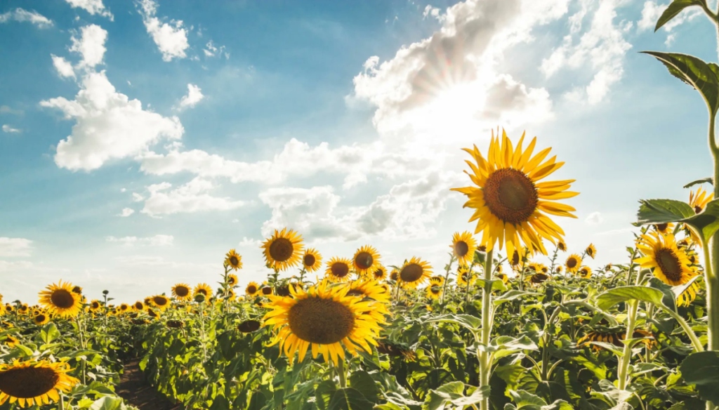 El USDA proyecta una cosecha mundial récord y Argentina aprovecha el auge del girasol