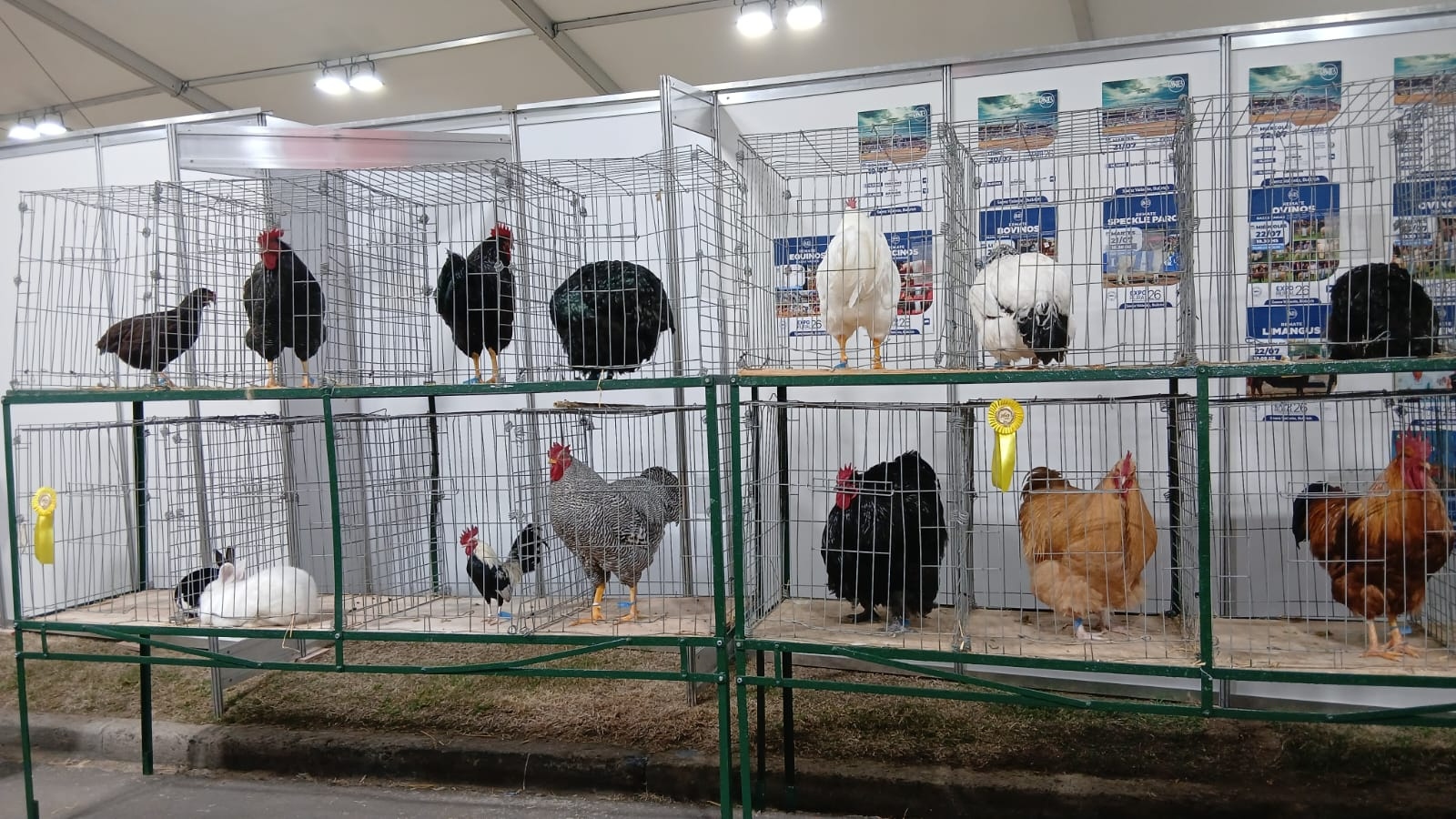 Del Campillo a Palermo: el orgullo de los chicos que brillaron con aves