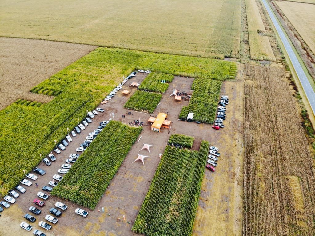 DAR de KWS: Un híbrido para cada ambiente y manejo técnico
