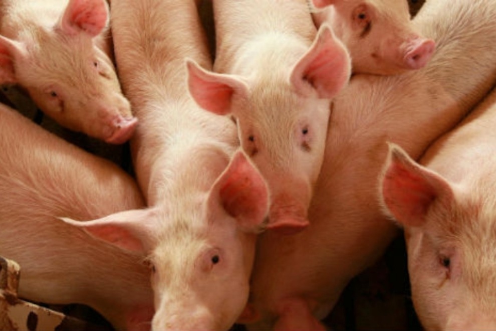 Brote de triquinosis en Villa Gutiérrez: 30 casos por chacinados