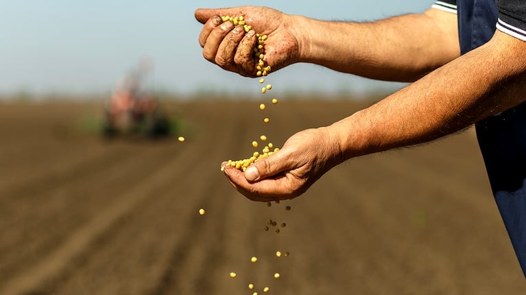 La soja a $525.000 le gana a la inflación y activa las ventas de los productores