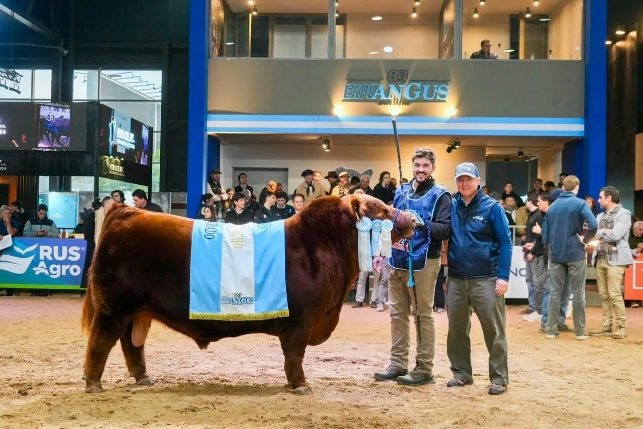 Un toro Angus marcó un récord en Argentina: vendieron el 50% en $300 millones
