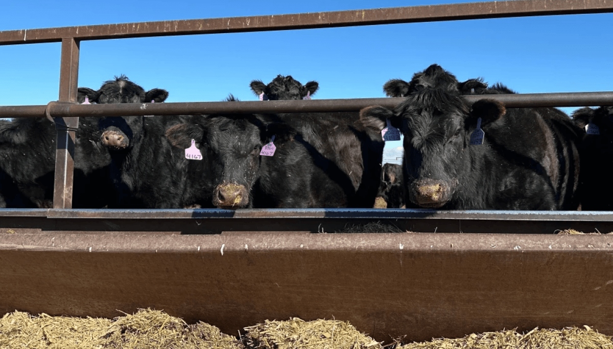 Argentina espera: Trump anunció la importación de 300.000 toneladas de carne vacuna libre de aranceles