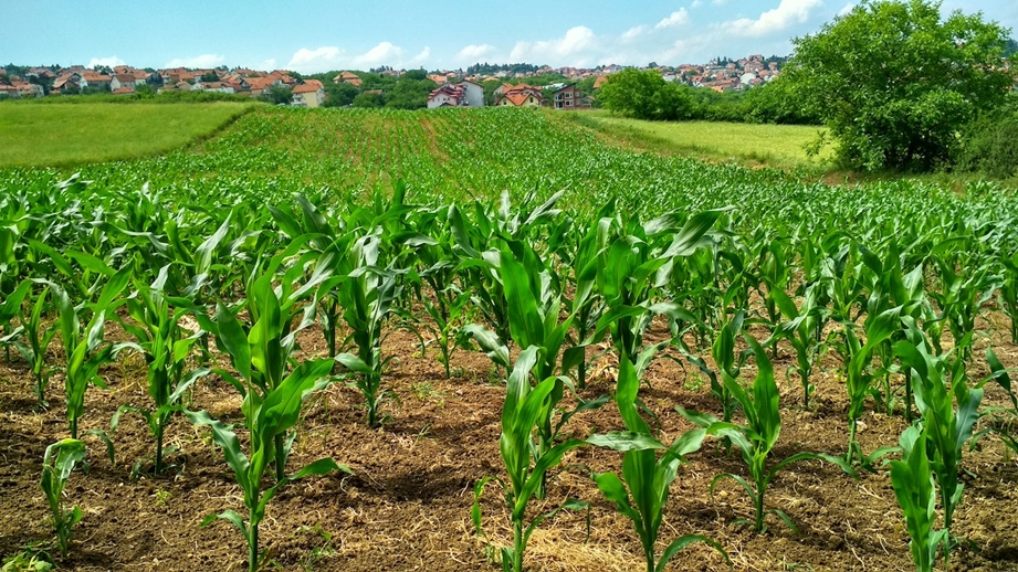 Zona núcleo: cambian los protocolos agrícolas por primera vez en 20 años para aprovechar el agua