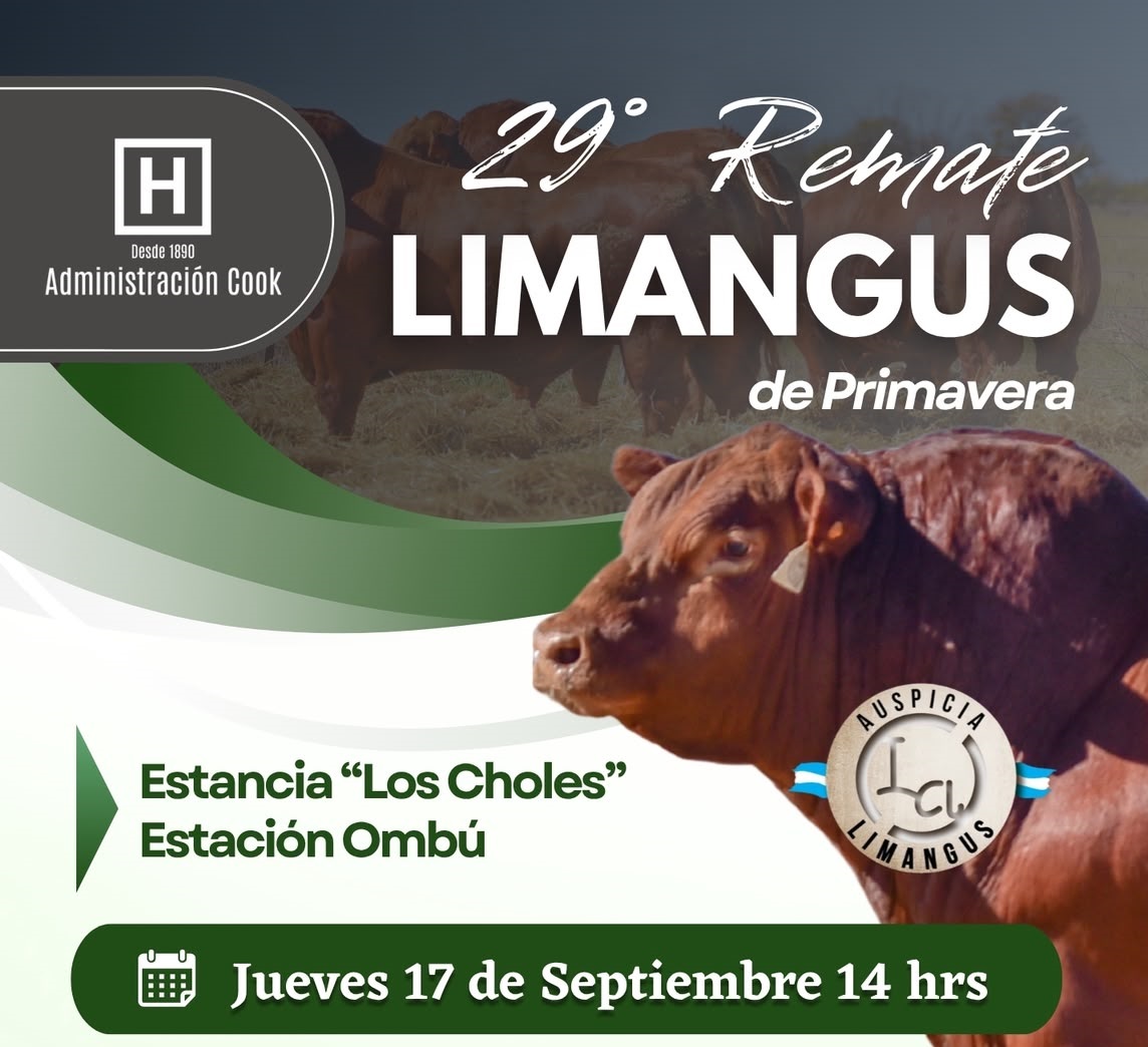 29° Remate Limangus de Primavera en Estancia “Los Choles”: genética, volumen y condiciones comerciales destacadas