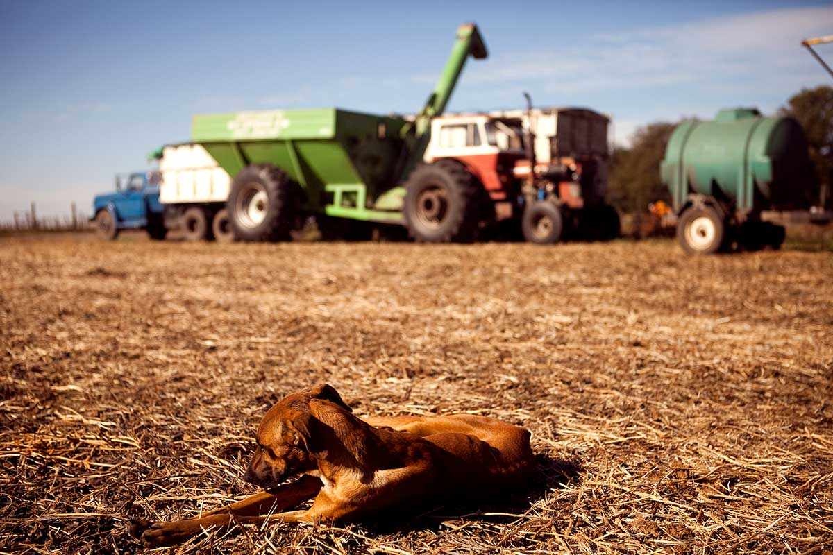 El agro: tomó 37% más créditos, con tasas más altas en pesos y más bajas en dólares