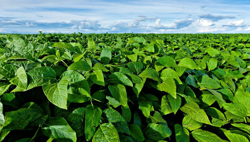 Soja: la nueva frontera productiva está dentro del lote
